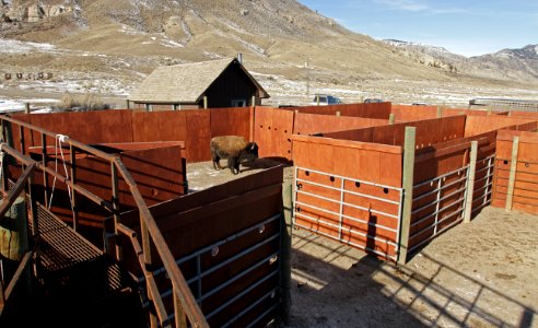 23 of 35 Bison are sorted by age and sex 3409