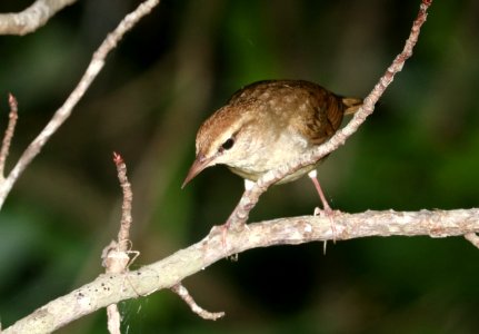 805 - SWAINSON'S WARBLER (6-4-2017) railroad ditch road, great dismal swamp nwr, virginia -03