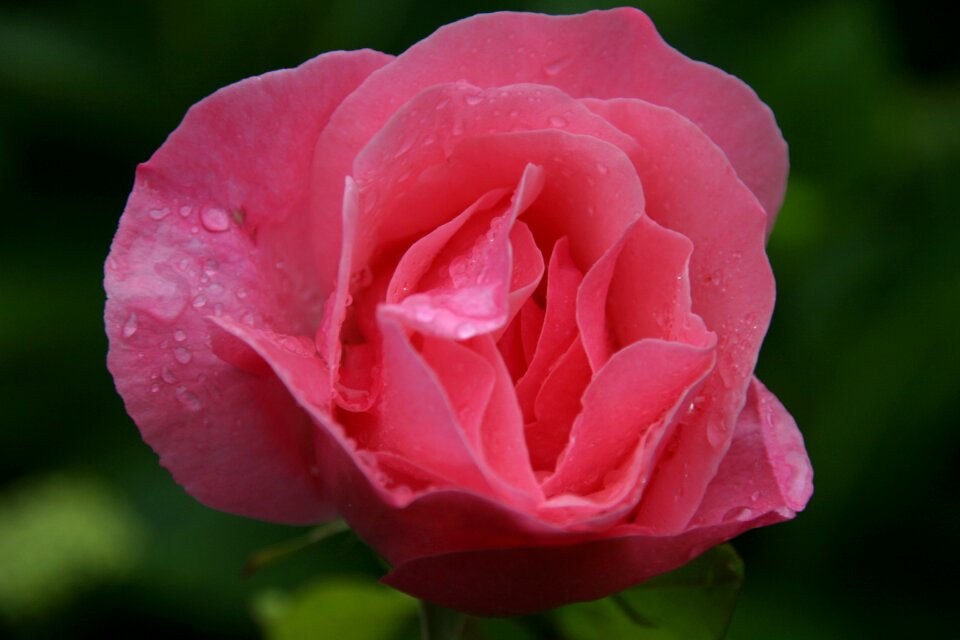 Open pink flower