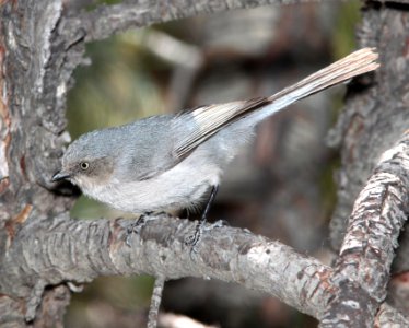 684 - BUSHTIT (4-4-12) red mountain, patagonia mts, scc, az -01