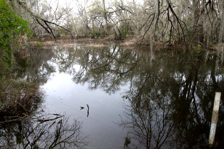 SANTA ANA NAT WILDLIFE REFUGE, near Mc Allen, Tx -06