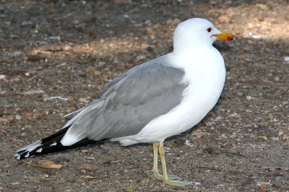 GULL, CALIFORNIA (3-26-09) -01