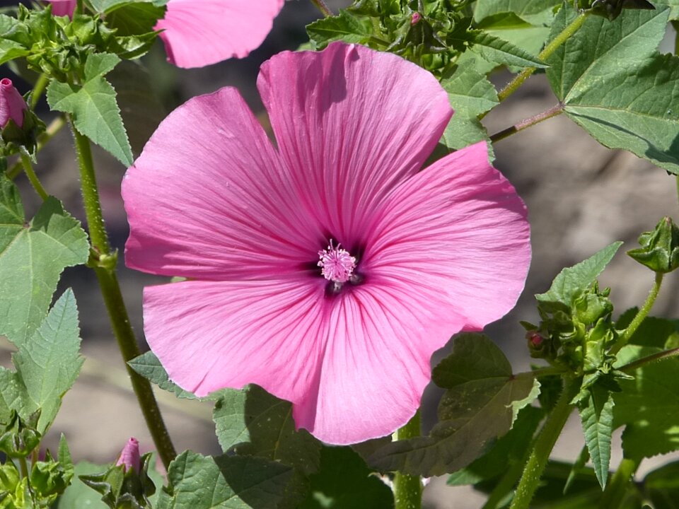Purple blossom bloom