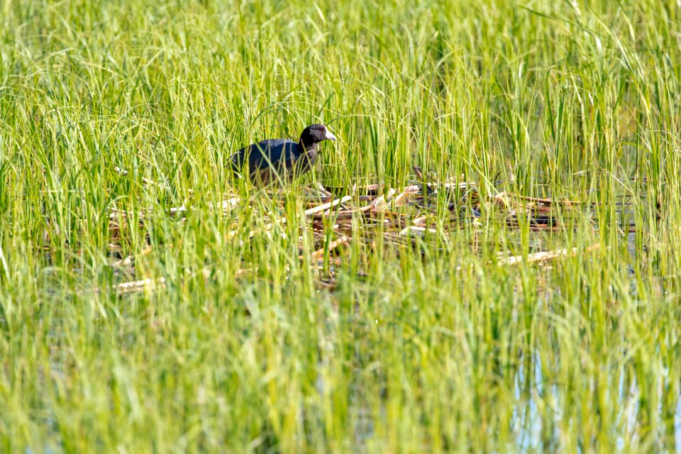 American Coot (Fulica americana) on a pond near Slough Creek