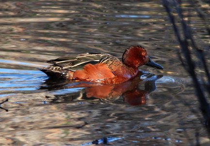 TEAL, CINNAMON (2-19-12) patagonia lake, scc, az -01 photo