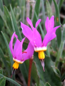 FLOWER (7-16-2019) beartooth pass, park co, wy -06