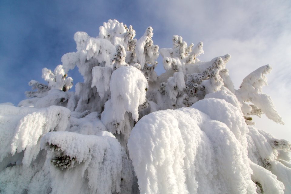 Frosted tree, Lower Geyser Basin