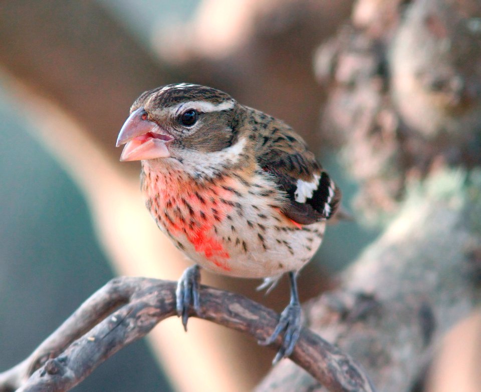 GROSBEAK, ROSE-BREASTED (12-17-08) hatch year male, canet rd -09