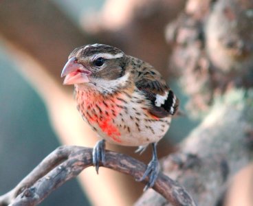 GROSBEAK, ROSE-BREASTED (12-17-08) hatch year male, canet rd -09