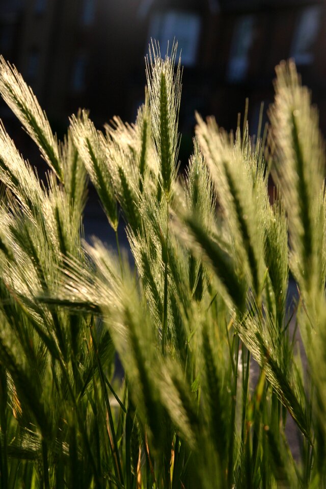 Together grain cereal