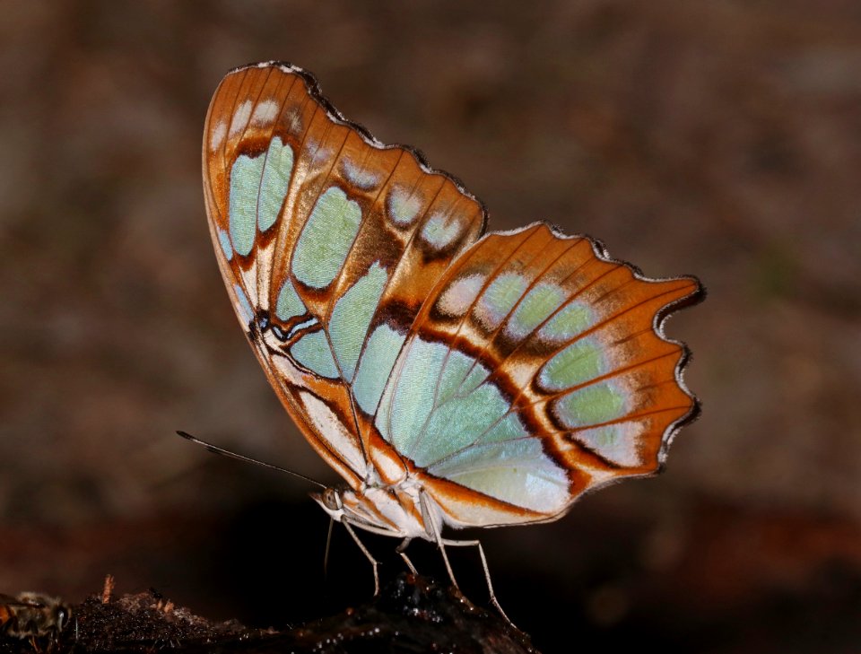 MALACHITE (Siproeta stelenes) (11-1-2020) the butterfly center, mission, tx -06