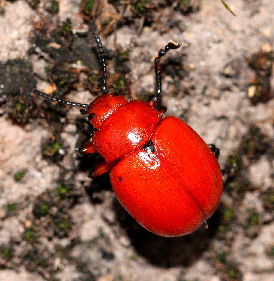 BUG, sp (9-27-12) ca gulch, pajarito mts, scc, az -02