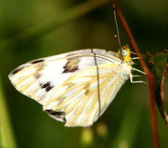 CHECKERED WHITE (Pontia protodice) (9-6-12) pena blanca lake, scc, az -01