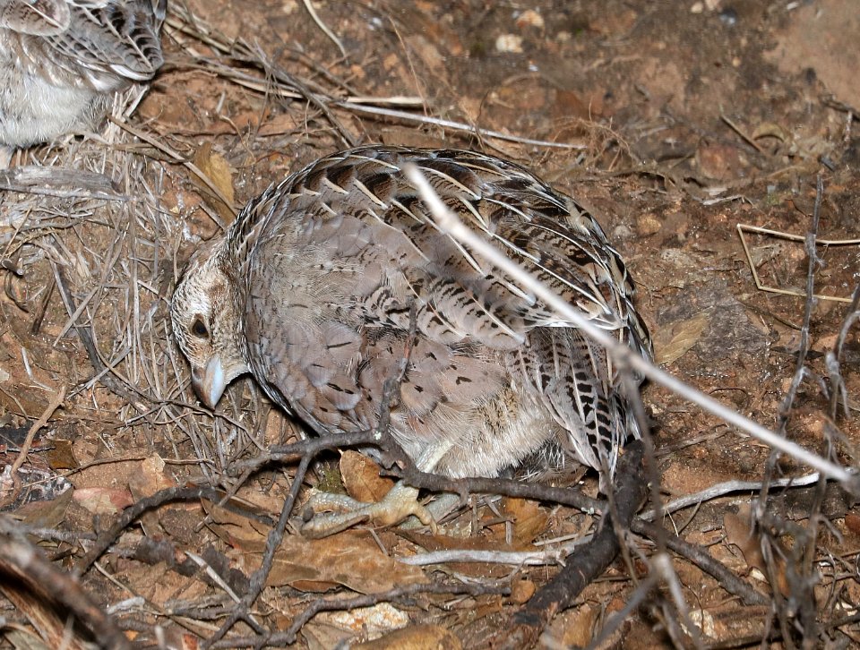 072 - MONTEZUMA QUAIL (12-12-2016) imm female male, patagonia mountains, santa cruz co, az -01