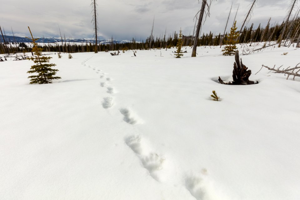 Fresh grizzly tracks on the Buffalo Plateau Trail