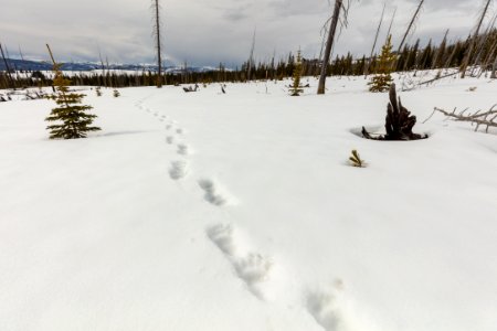 Fresh grizzly tracks on the Buffalo Plateau Trail photo