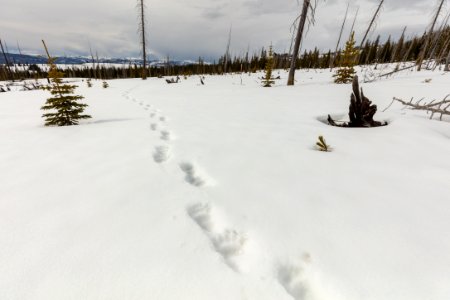 Fresh grizzly tracks on the Buffalo Plateau Trail