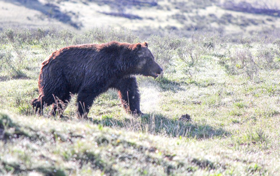 Grizzly bear in Hayden Valley