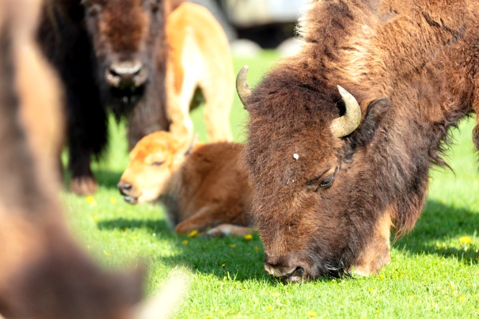 Bison group grazing in Mammoth Hot Springs