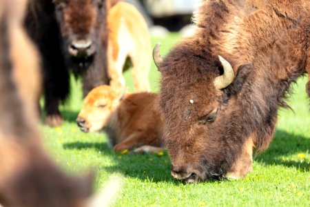 Bison group grazing in Mammoth Hot Springs photo
