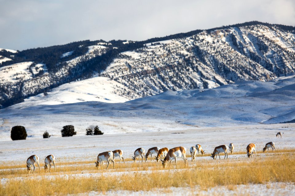 Pronghorn, Gardiner Basin