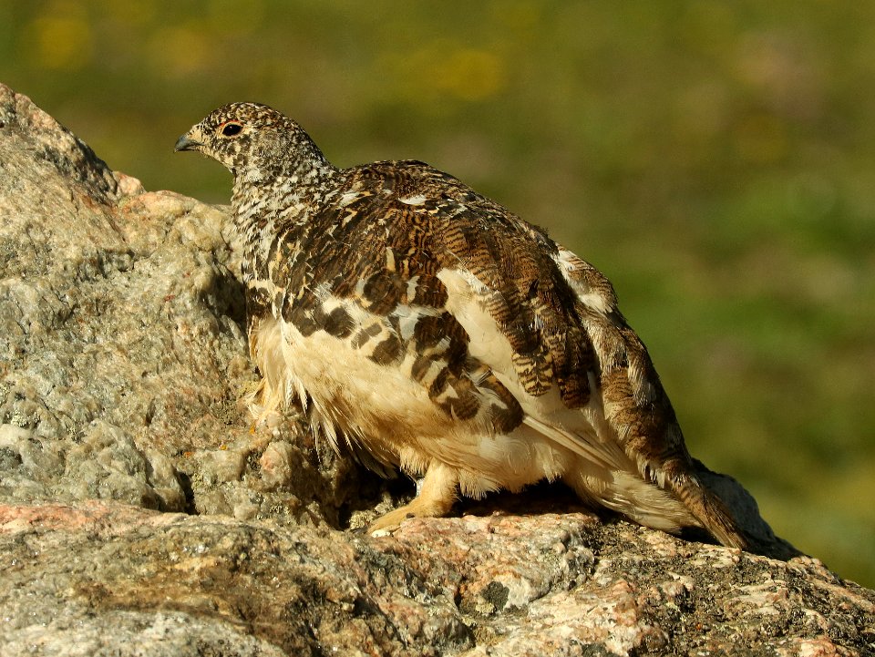 083 - WHITE-TAILED PTARMIGAN (7-12-2019) medicine bow bend, rock mt national park, grand co, co -05