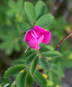 Wild rose