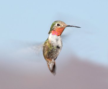 HUMMINGBIRD. BROAD-TAILED (3-27-11) 78 circulo montana, patagonia lake ranch estates, scc, az -01