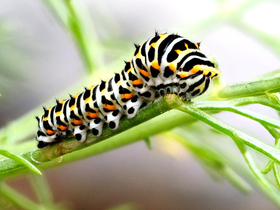 Schwalbenschwanz Raupe - Swallotail caterpillar - Papilio machaon