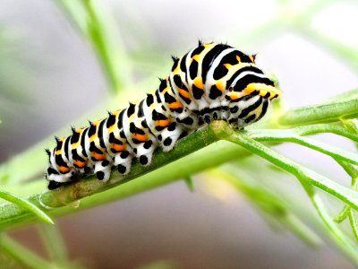 Schwalbenschwanz Raupe - Swallotail caterpillar - Papilio machaon