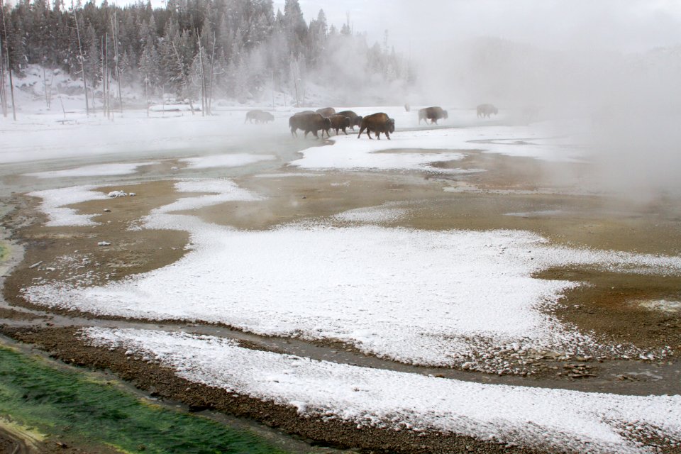 Bison in Porcelain Basin at Norris Geyser Basin