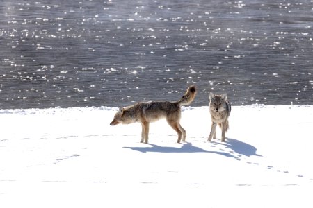 Mating behavior between a breeding pair of coyotes along the Madison RIver (2) photo