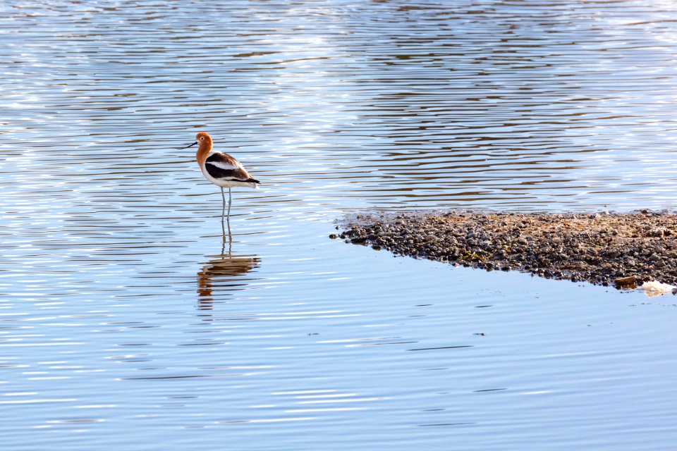 American avocet (Recurvirostra americana) on the Yellowstone River