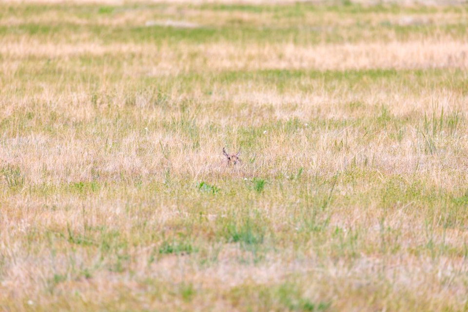 A pronghorn fawn hides in plain sight