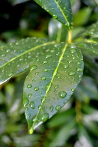 Nature green plant