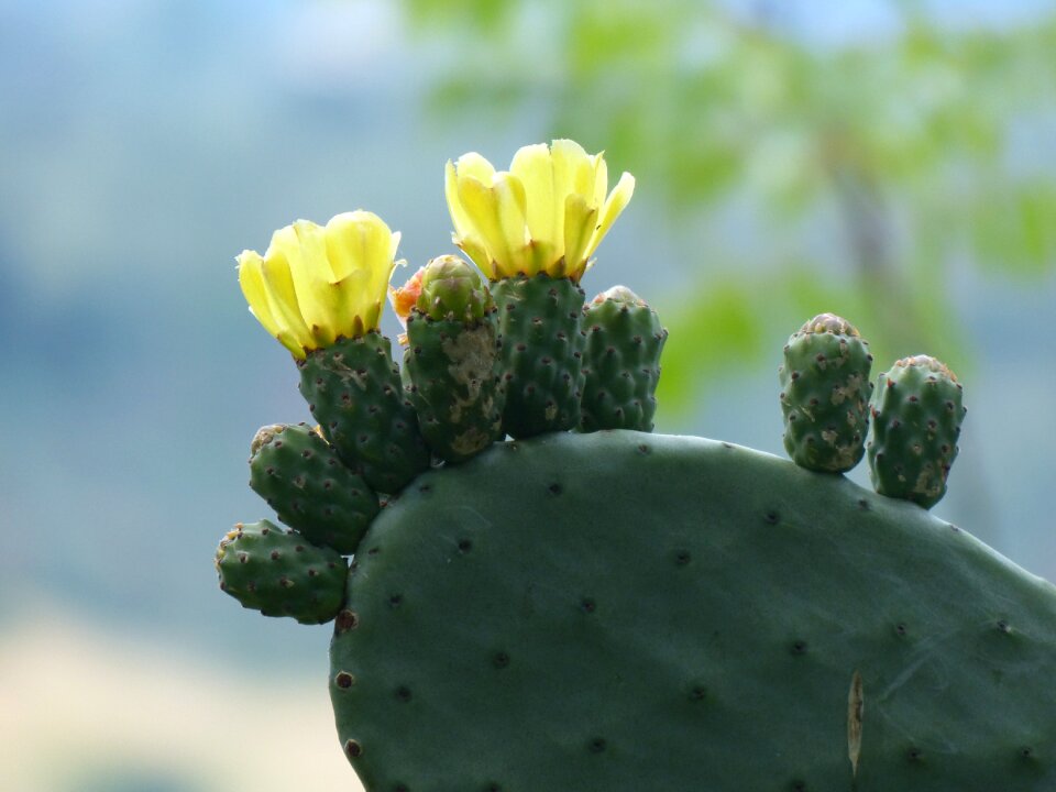Bloom bright yellow