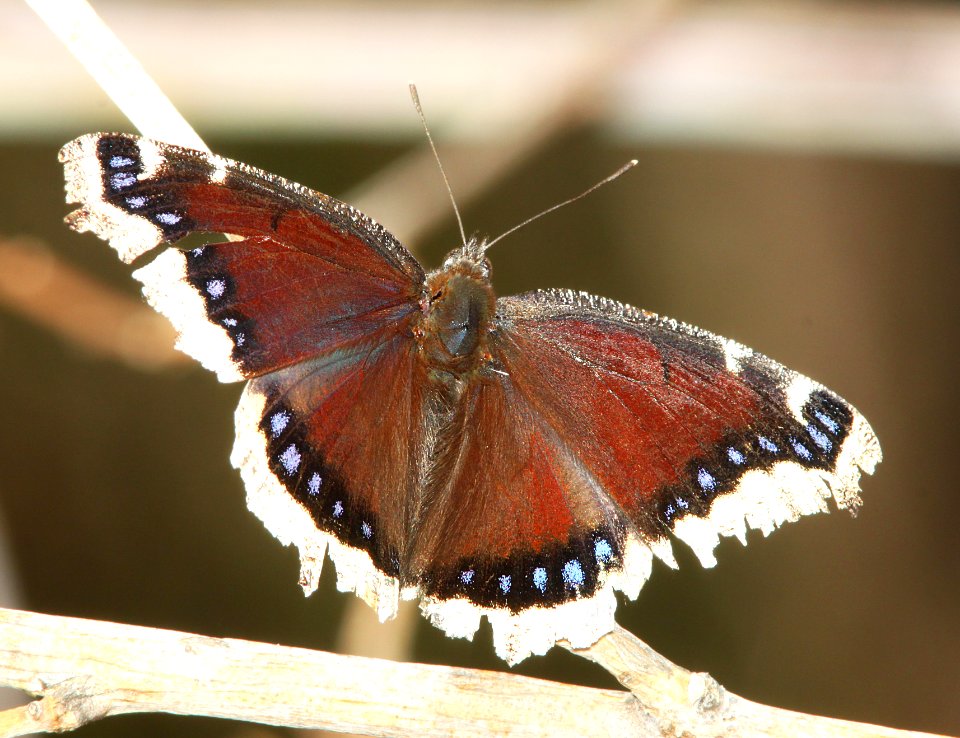 MOURNING CLOAK (Nymphalis antiopa) (3-13-11) patagonia lake, scc,az -01
