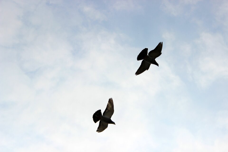 Pigeons pen wings