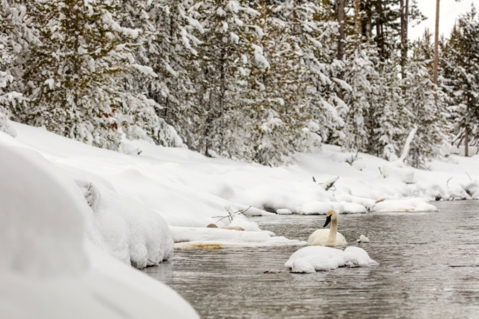 Trumpeter swans feeding on the Madison River (2)