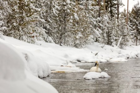 Trumpeter swans feeding on the Madison River (2) photo