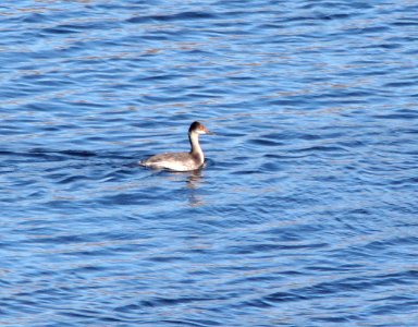 GREBE, EARED/HORNED? (10-26-10) patagonia lake state park, scc, az -05