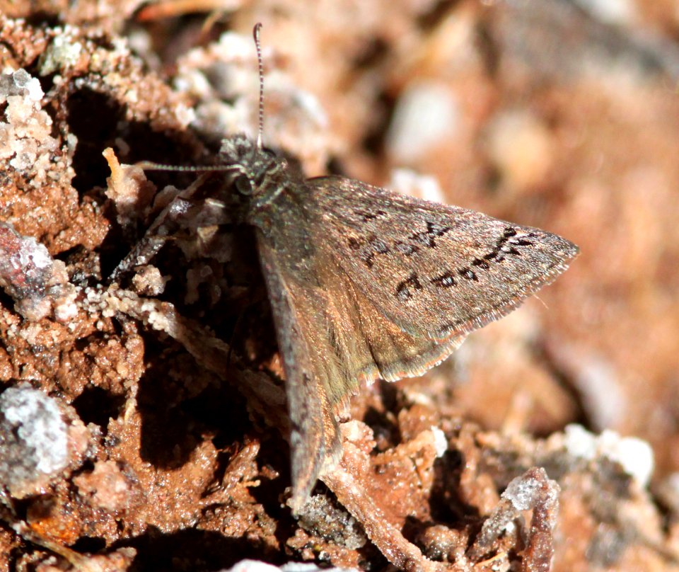 DUSKYWING, SLEEPY (Erynnis brizo) (3-31-12) humboldt cyn, patagonia mts, scc, az -02