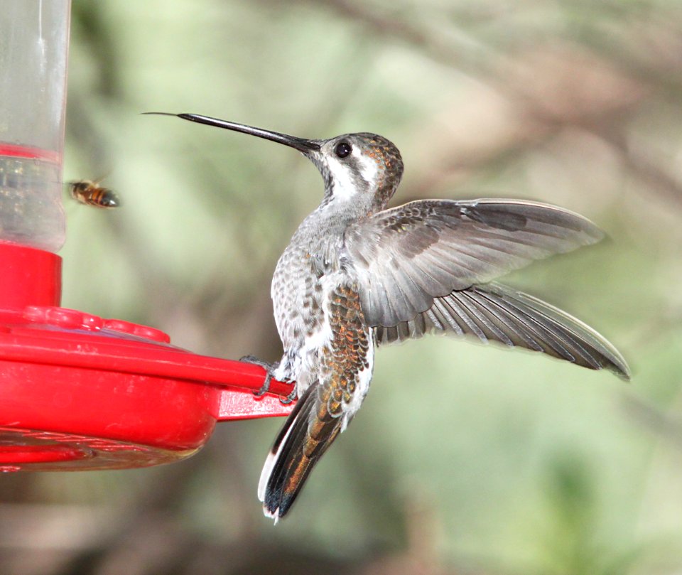 STARTHROAT, PLAIN-CAPPED (9-5-10) Paton's yard, Patagonia, scc, az -04