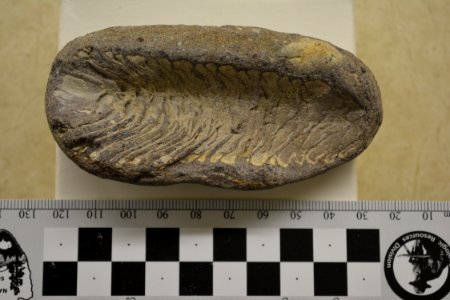 YELL-94359 Fossilized cone