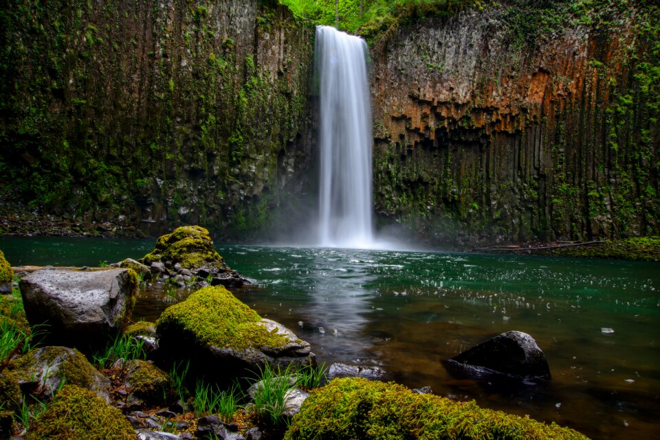 Nature green forest