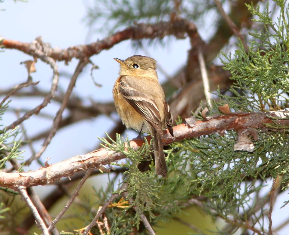 FLYCATCHER, BUFF-BREASTED (4-8-11) huachuca cyn, cochise co, az -02