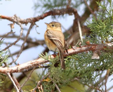 FLYCATCHER, BUFF-BREASTED (4-8-11) huachuca cyn, cochise co, az -02