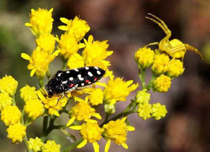 BEETLE (Acmaeodera gibbula) (9-2-10) patagonia hills, scc, az -01