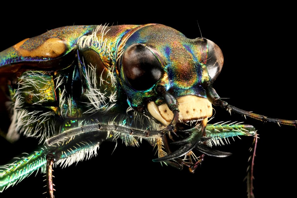 Yellowstone white tiger beetle (detailed view) - Cicindela haemorrhagica
