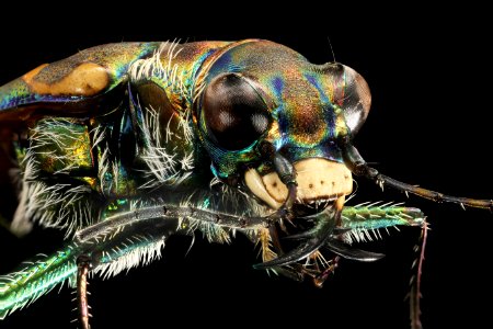 Yellowstone white tiger beetle (detailed view) - Cicindela haemorrhagica